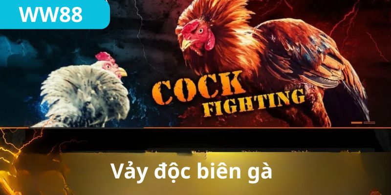 Vảy độc biên – dấu hiệu gà đòn độc hiểm